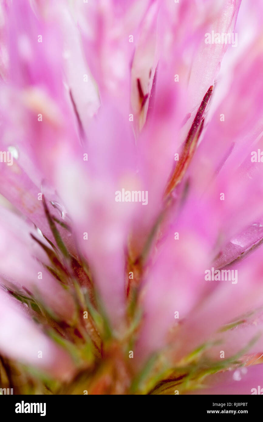 Klee blume hi-res stock photography and images - Alamy