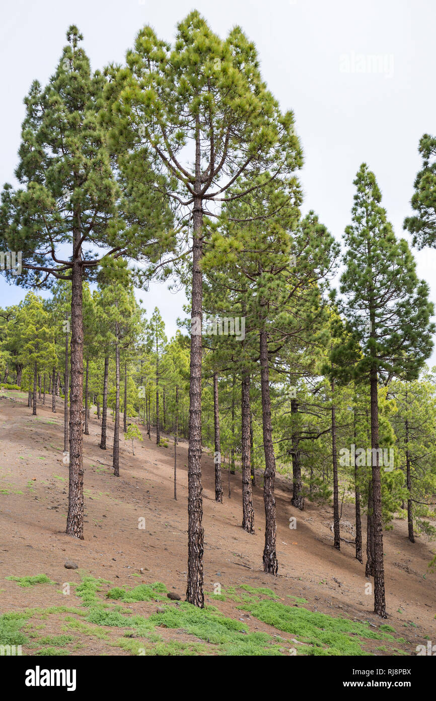 Kanarische Kiefer (Pinus canariensis) im Parque Nacional de la Caldera de Taburiente, La Palma, Kanarische Inseln, Spanien Stock Photo