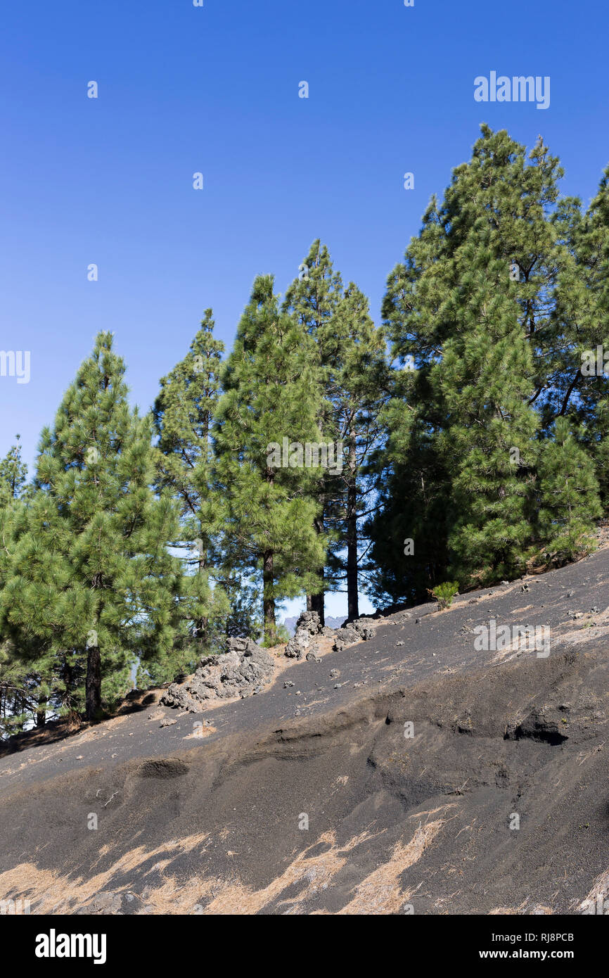 Kanarische Kiefern (Pinus canariensis) auf dunklem Lavasand, La Palma, Kanarische Inseln, Spanien Stock Photo