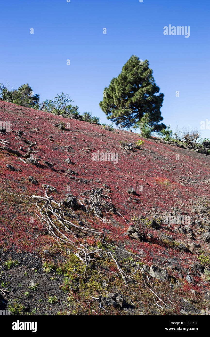 Kanarische Kiefer (Pinus canariensis) auf dunklem Lavasand die mit rötlichen Pflanzen bewachsen ist, La Palma, Kanarische Inseln, Spanien Stock Photo
