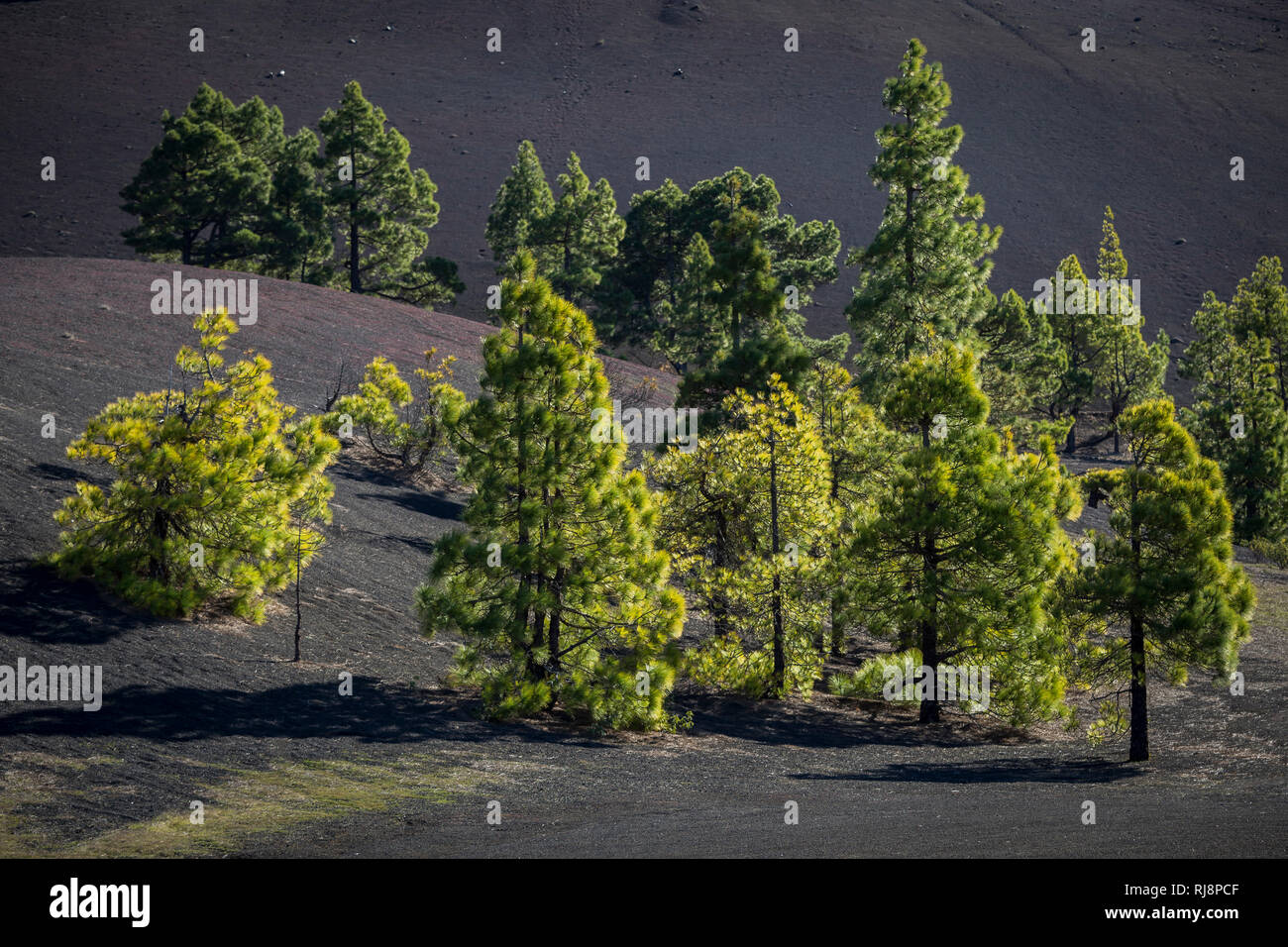 die dunklen Lavasandflächen von Llano del Jable mit Kanarischen Kiefern (Pinus canariensis), La Palma, Kanarische Inseln, Spanien Stock Photo