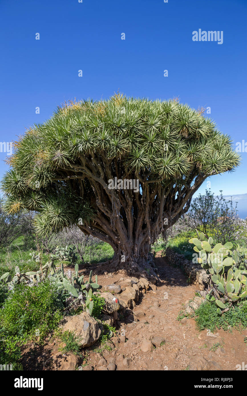 Kanarischer Drachenbaum (Dracaena draco), Las Tricias, La Palma, Kanarische Inseln, Spanien Stock Photo