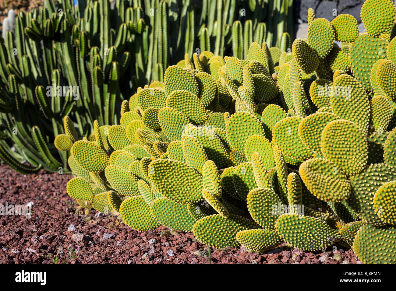 Kakteen, Las Tricias, La Palma, Kanarische Inseln, Spanien Stock Photo