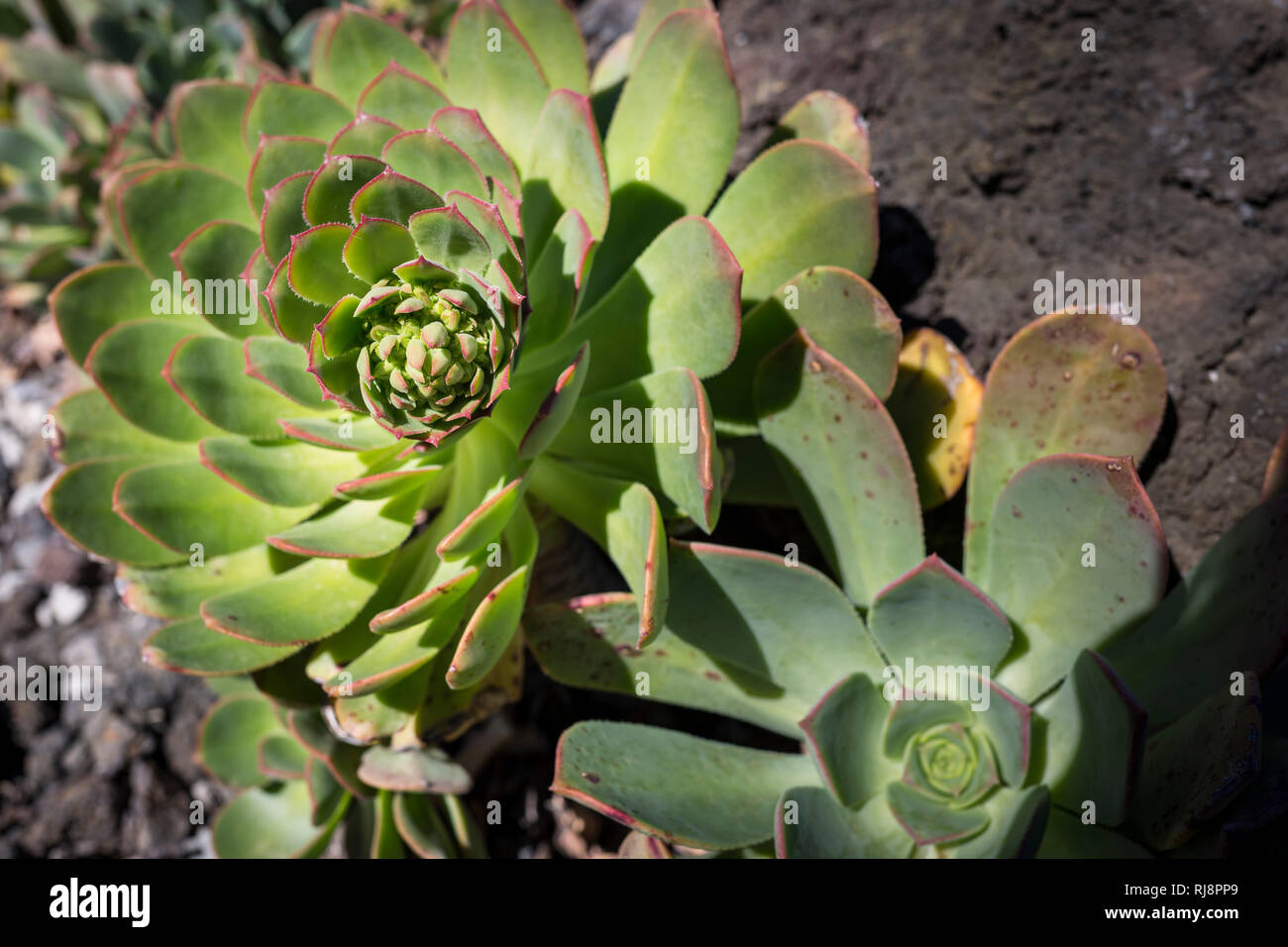 Sukkulenten auf Lavagestein, typische Pflanzen auf der Insel La Palma, Kanarische Inseln, Spanien Stock Photo