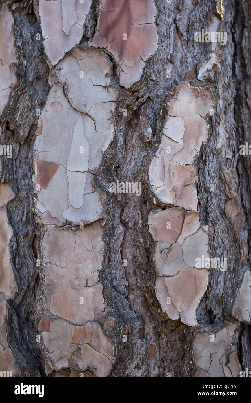 Rinde der Kanarischen Kiefer (Pinus canariensis), La Palma, Kanarische Inseln, Spanien Stock Photo