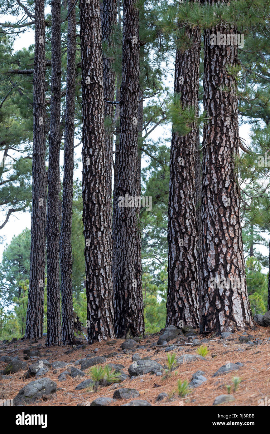 Kanarische Kiefer (Pinus canariensis), La Palma, Kanarische Inseln, Spanien Stock Photo