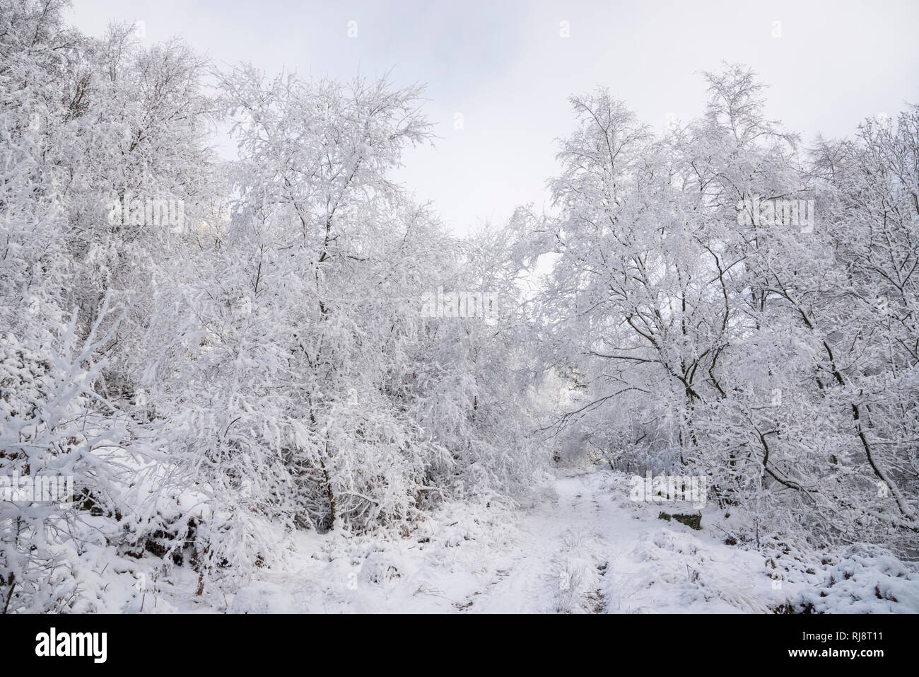 Winter wonderland in an English woodland. Snow covered trees on the path to moors at Tintwistle, Derbyshire, England. Stock Photo