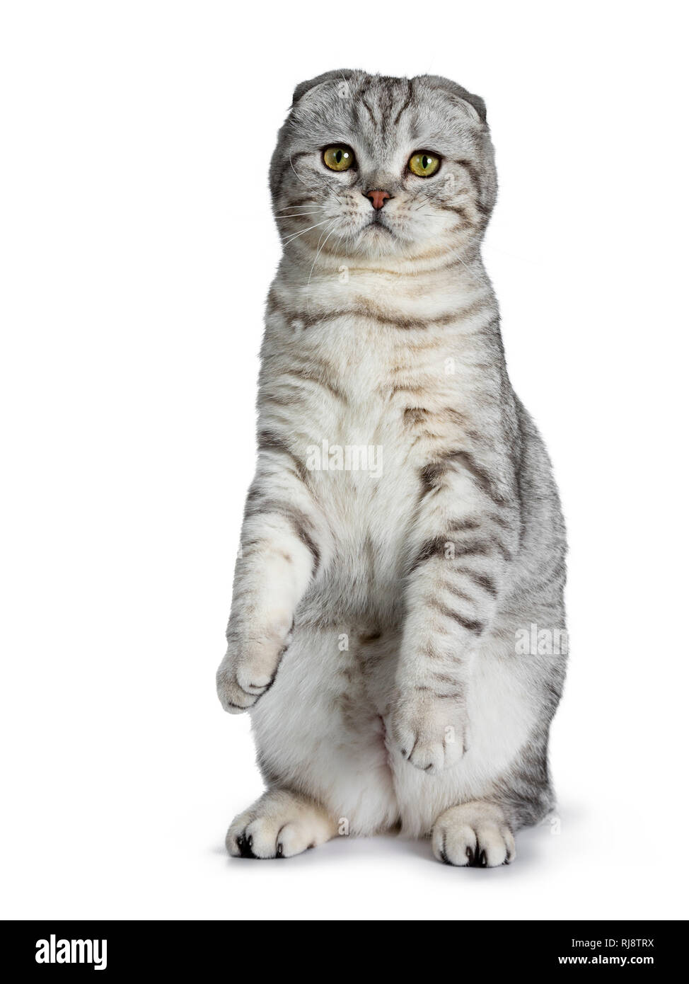 Cute Young Silver Tabby Scottish Fold Cat Kitten Sitting Up On Hind Paws Looking At Camera With Yellow Eyes Isolated On A White Background Stock Photo Alamy
