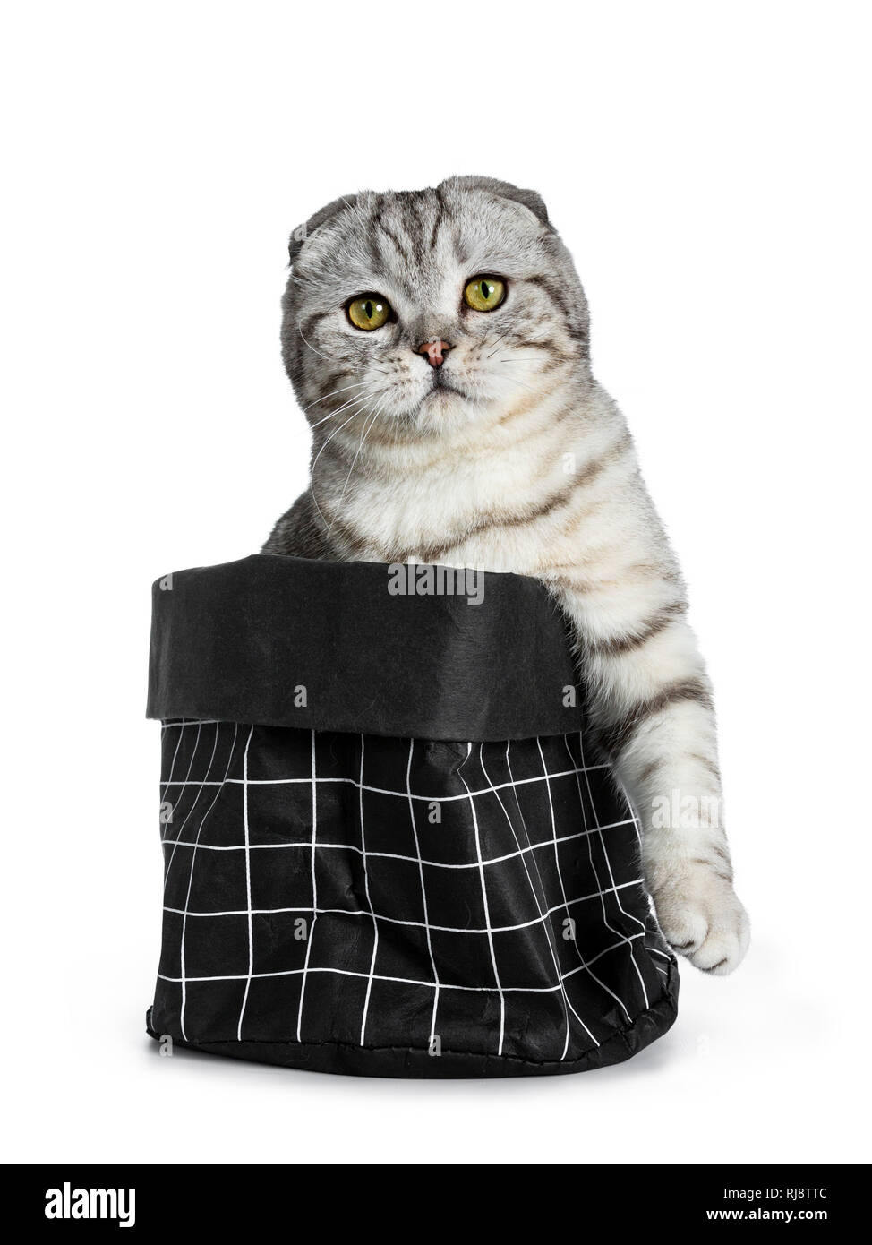 Cute Young Silver Tabby Scottish Fold Cat Kitten Sitting In Black Paper Bag Looking At Camera With Yellow Eyes Isolated On A White Background One Pa Stock Photo Alamy