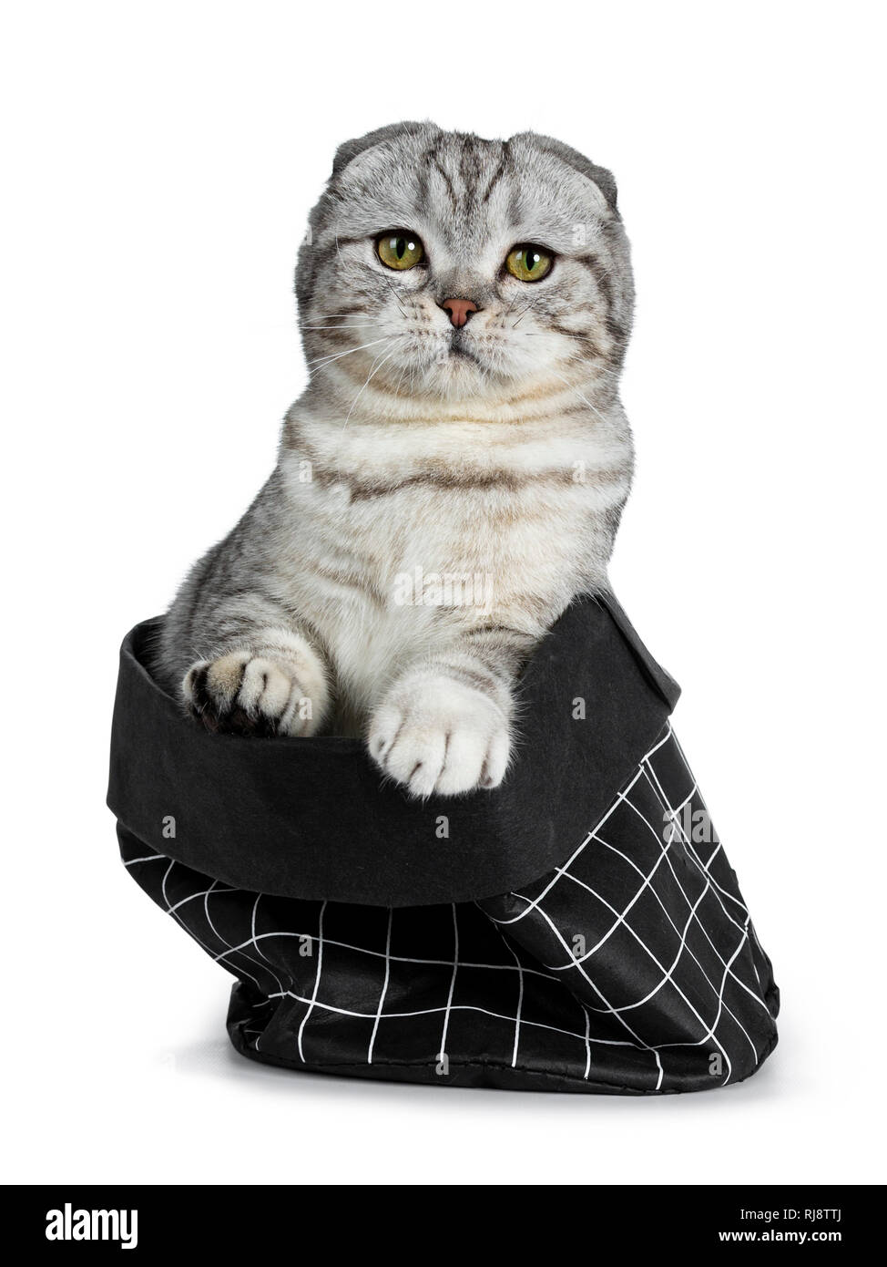 Cute young silver tabby Scottish Fold cat kitten sitting in black paper bag looking at camera with yellow eyes. Isolated on a white background. Both p Stock Photo