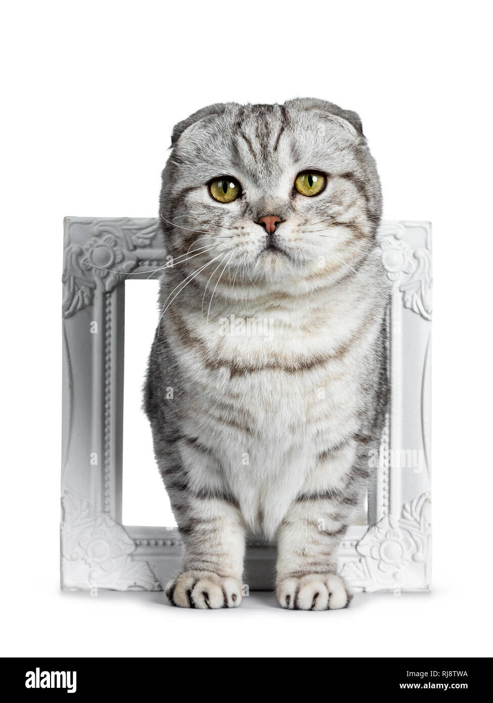 Cute Young Silver Tabby Scottish Fold Cat Kitten Standing Facing Front Through White Photo Frame Looking At Camera With Yellow Eyes Isolated On A Whi Stock Photo Alamy
