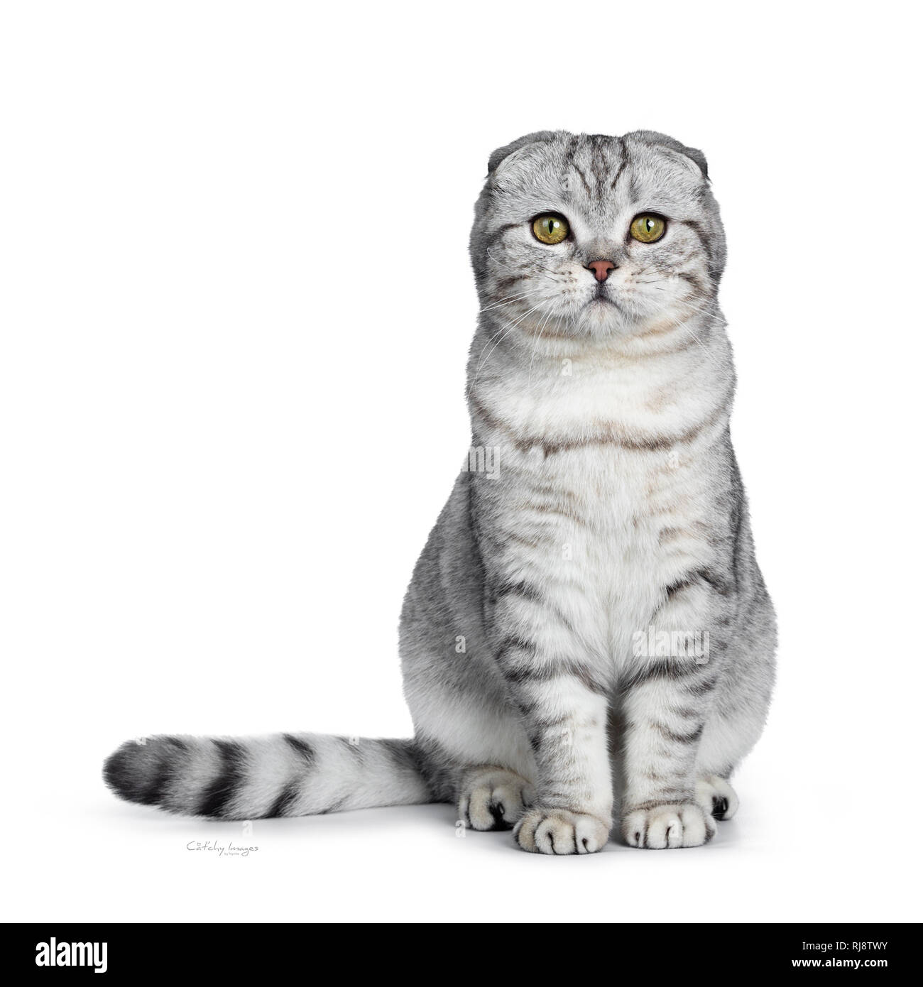 Funny Exotic Shorthair Sitting In Black Paper Bag Looking Beside