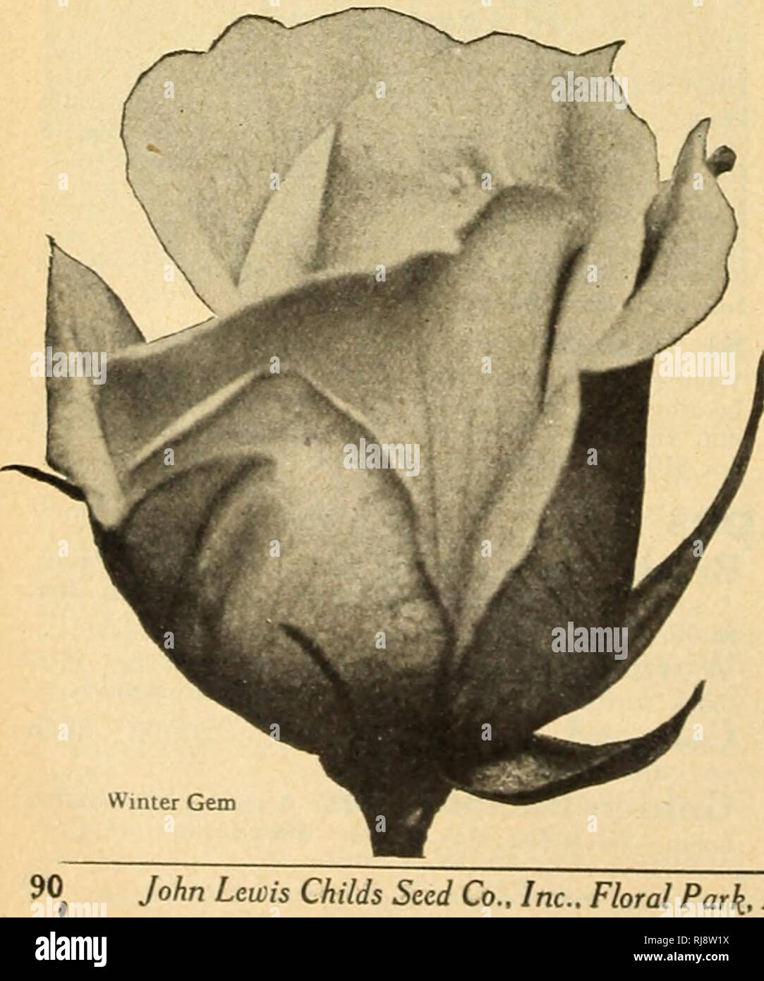 . Childs' 1924. Commercial catalogs Seeds; Nurseries (Horticulture) Catalogs; Seeds Catalogs; Flowers Catalogs; Vegetables Catalogs; Fruit Catalogs; John Lewis Childs (Firm); Commercial catalogs; Nurseries (Horticulture); Seeds; Flowers; Vegetables; Fruit. (Scarlet.) One of the Very hardy, exquisite Very fragrant. Each J Gcuss An Teplitz Kaiserin Augusta Victoria (White.) a strong free bloomer. A soft pearlv white, faintlv tinted lemon at center. Exceedingly fragrant. Each $1.00- doz. $10.00. Postpaid. Mme. Edward Herriot The buds are of coral red color, shaded with vellow at the base. As the Stock Photo