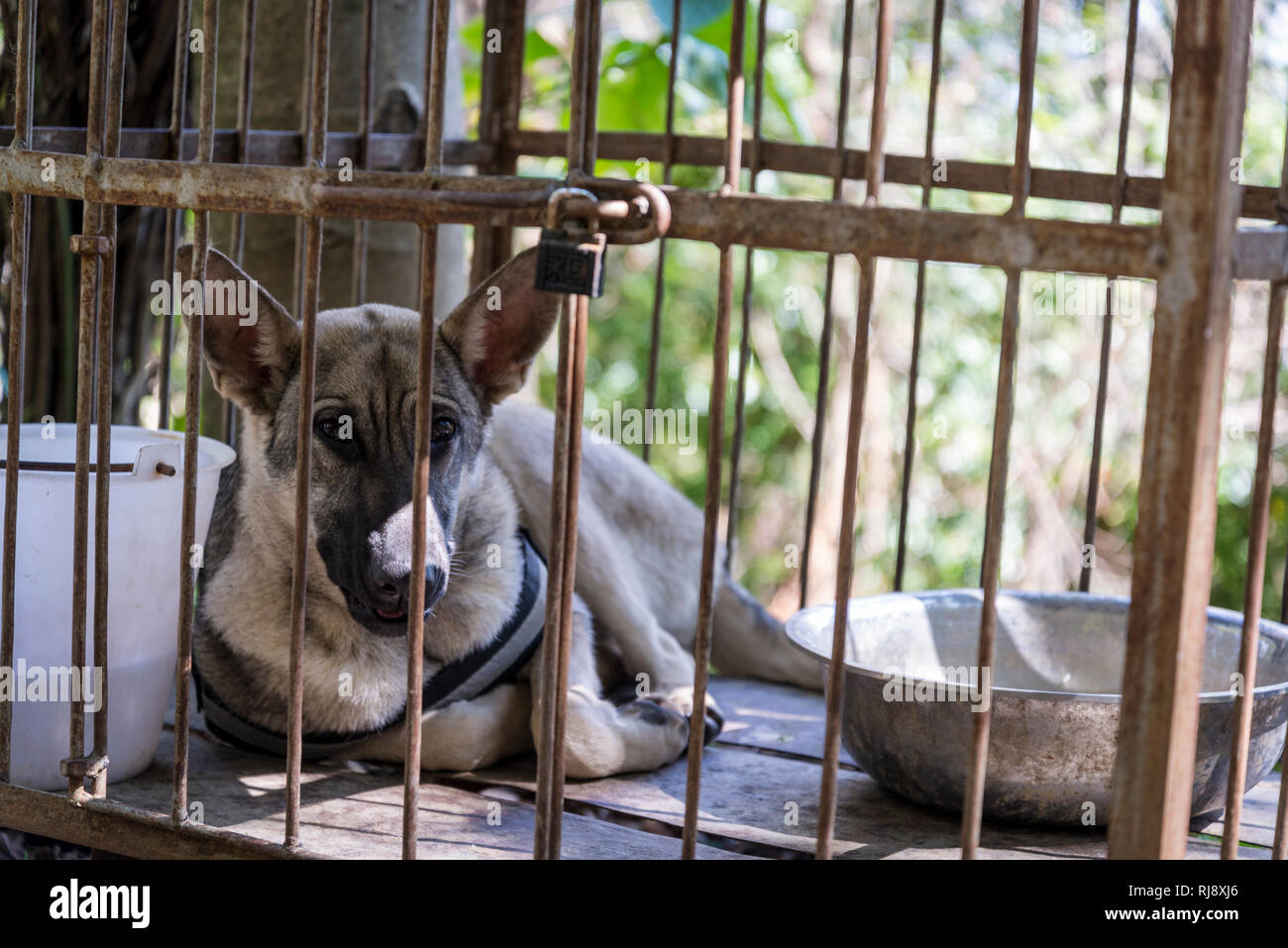 Caged dog, Dali, Yunnan province, China Stock Photo