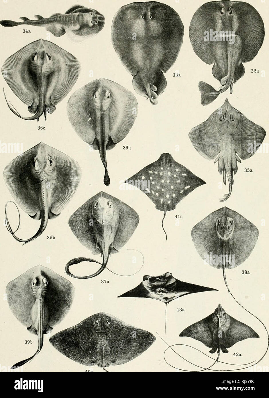 Check list of the fishes and fish-like animals of New South Wales. Fishes -- Australia New South Wales. Ars'i'' , Vol.. ii. 'lal<' iii.. T. ('. 1{ou<:, Phott. Please note that Check list of the fishes and fish-like animals of New South Wales. Fishes -- Australia New South Wales. Ars'i'' , Vol.. ii. 'lal<' iii.. T. ('. 1{ou<:, Phott. Please note that