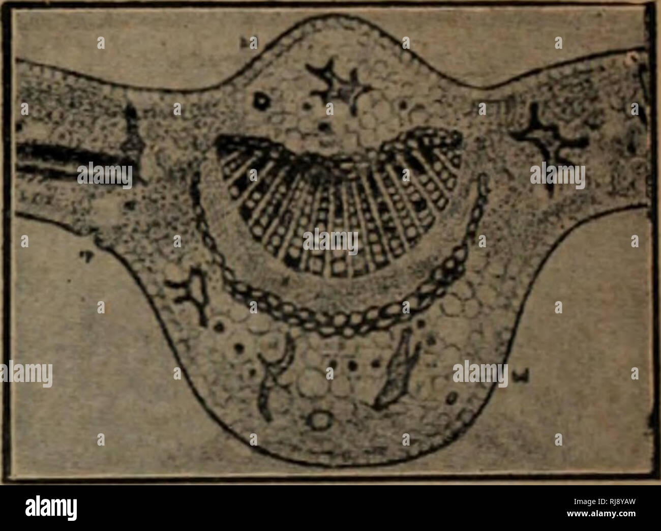 Cha Ye Quan Shu Botany E A Fe C I H S P A I Mc Ea Ae µ Cµeoa Ae E 3e Isa Moeller A Aea A Ea Ae H Da E C Gae A A C Pae Rubeaeºe Gt 8 C C E J Sch Asc Eaeº A C C I Spae A I 0 C Ec C A C Ca Gt Ae Warnecke