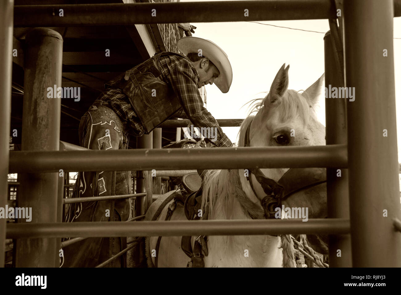 Rodeo cowboy preparing for saddle bronc event Stock Photo