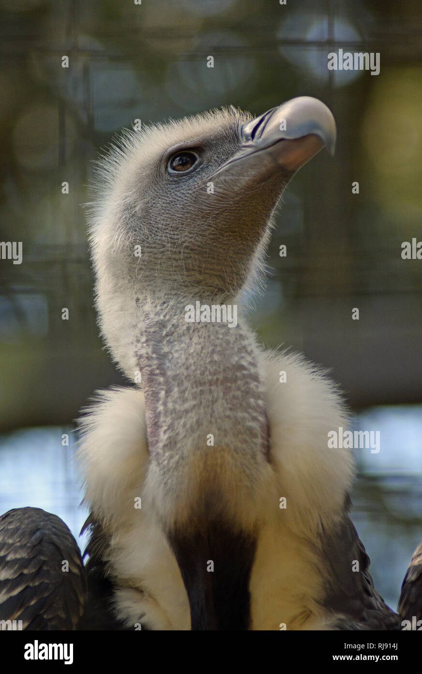 Cotswold Wildlife Park, Nr Burford, Oxfordshire, Cotswolds Stock Photo