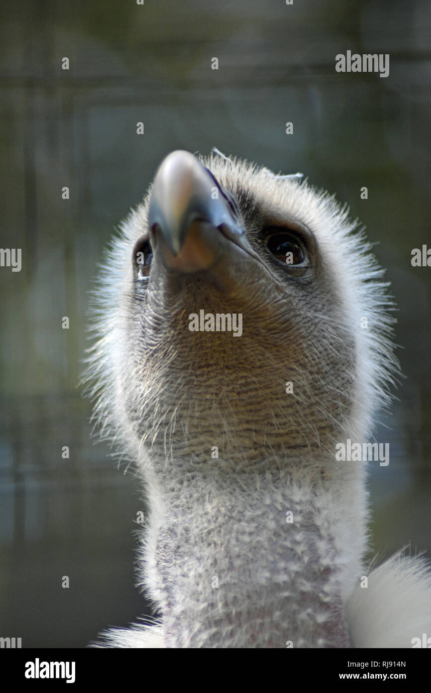 Cotswold Wildlife Park, Nr Burford, Oxfordshire, Cotswolds Stock Photo