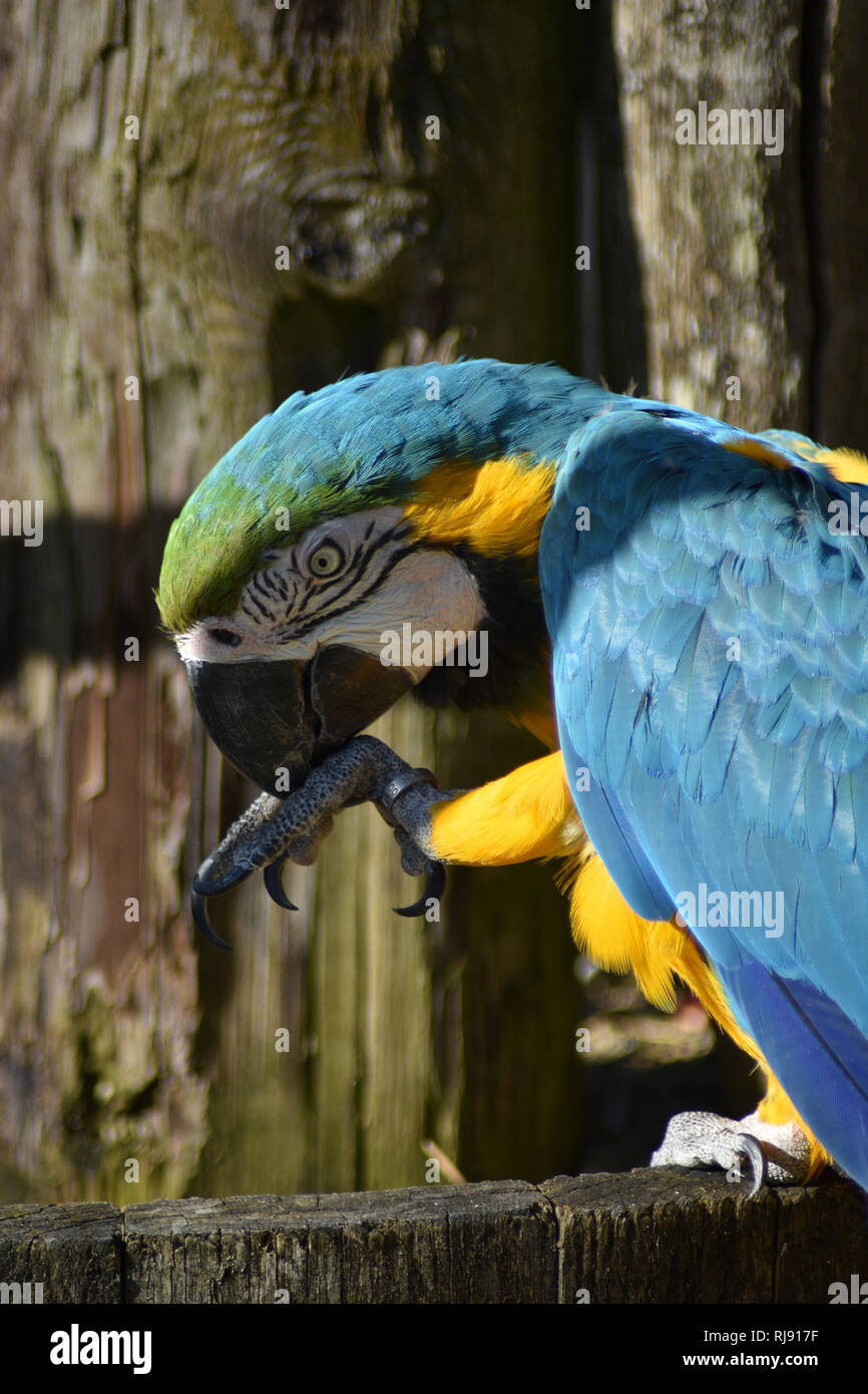 Blue and Yellow Macaw, Cotswold Wildlife Park, Nr Burford, Oxfordshire