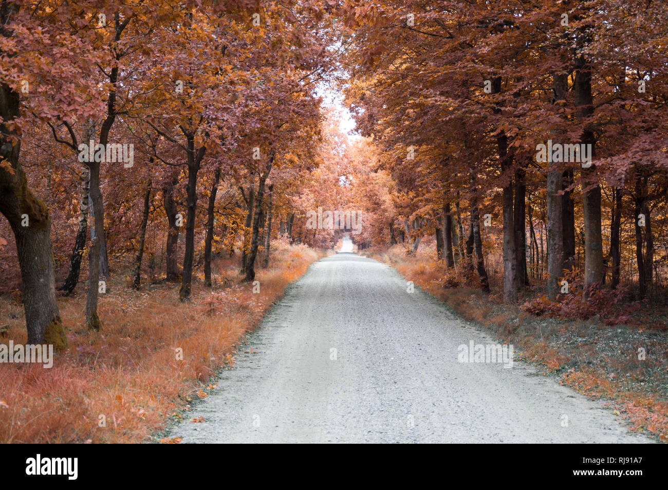 Red and colorful autumn colors in the forest with a road in the fall season our temperate seasons Stock Photo