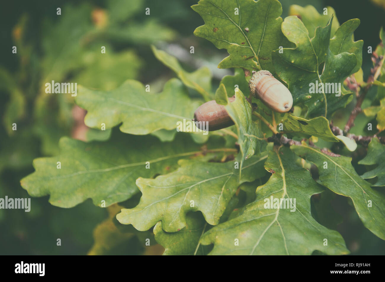 Acorns fruits. Close up acorns fruits in the oak nut tree against blurred green background. Stock Photo