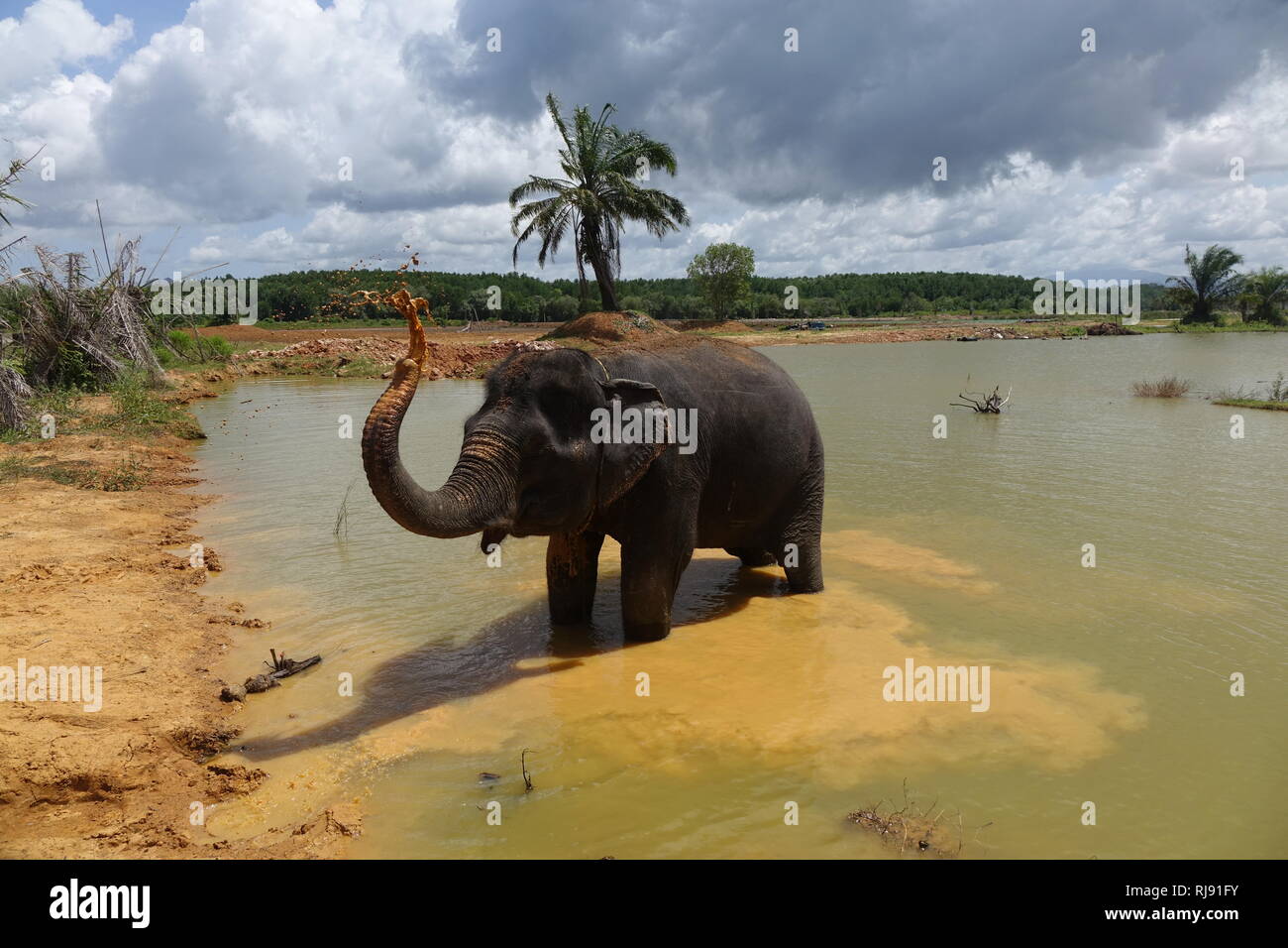 Elephant mud bath, at Elephant Jungle Sanctuary, in Krabi Thailand. Stock Photo