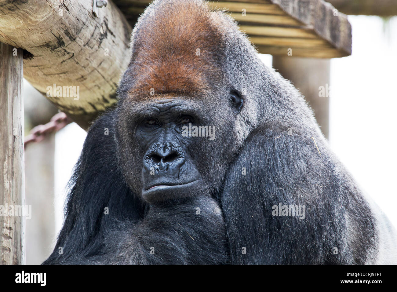 Gorilla at the Zoo in Brownsville Texas Stock Photo