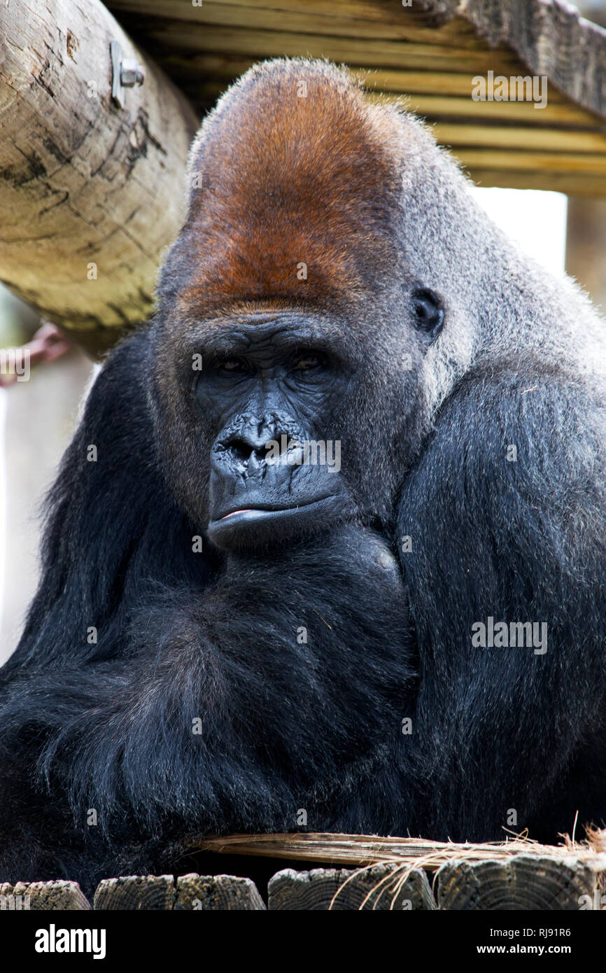 Gorilla at the Zoo in Brownsville Texas Stock Photo