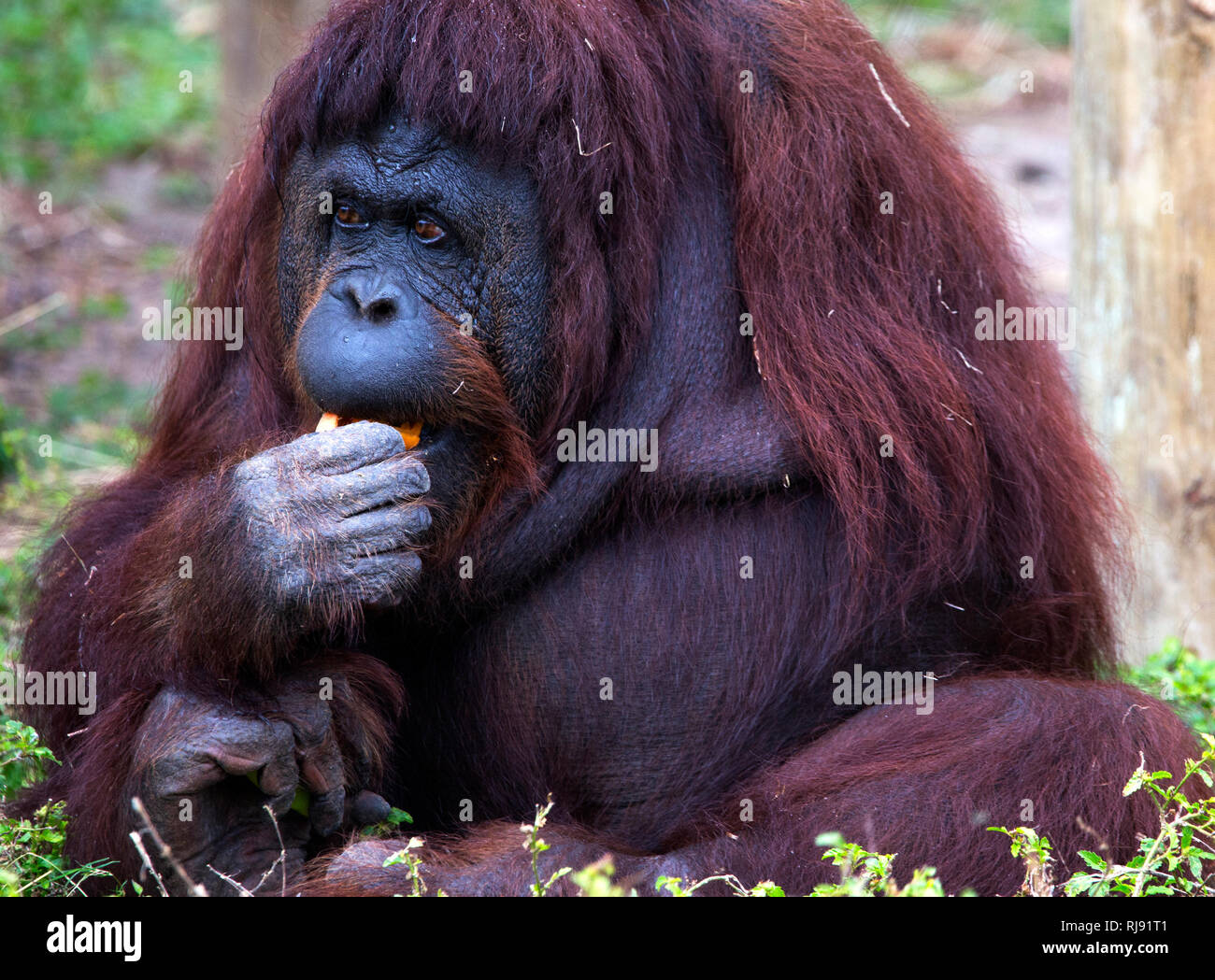 Orangutan at the Zoo in Brownsville, Texas Stock Photo