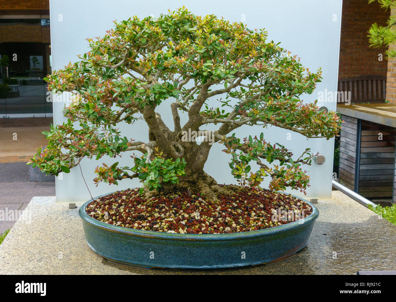 ceramic bonsai pots Bonsai Ceramic Pot main image 0