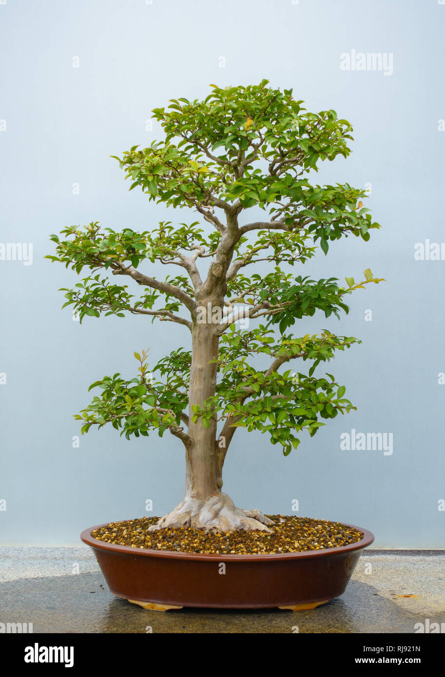 Bonsai tree around 60-70 years old Stock Photo