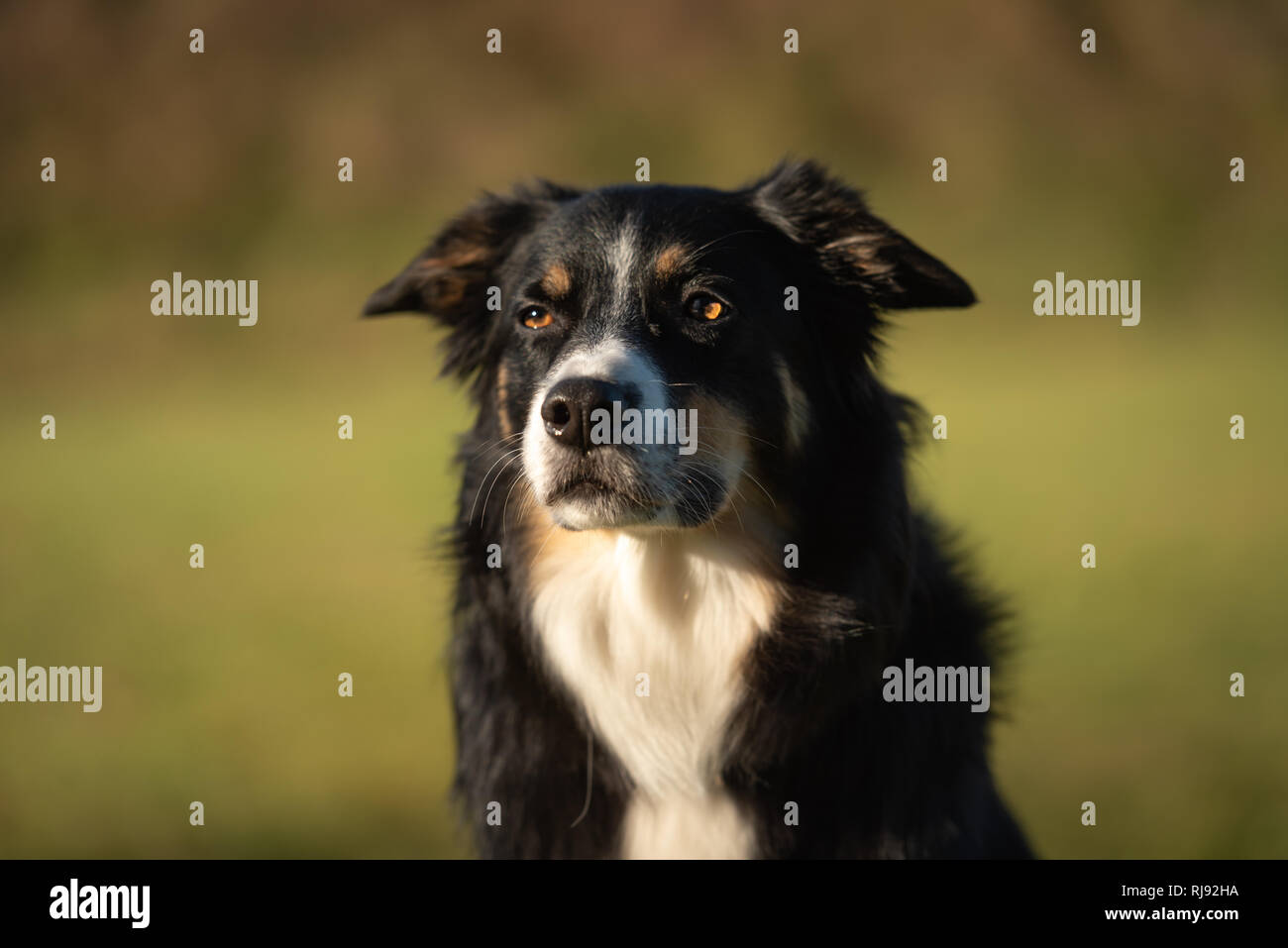 Border Collie dog portrait. Cute dog is looking forwards. Hound is sitting in front of green background Stock Photo