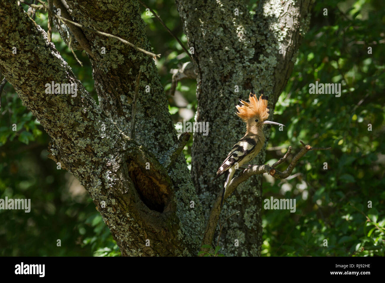 Hoopoe, Latin name Upupa epops, perched on a branch next to its nest with crest raised Stock Photo