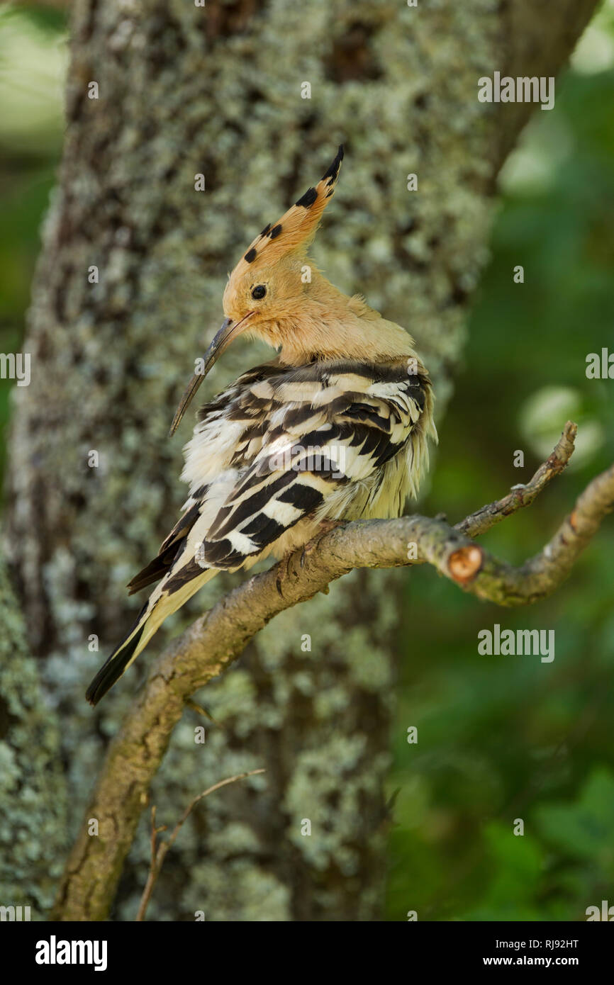 Hoopoe, Latin name Upupa epops, perched on a branch while preening Stock Photo