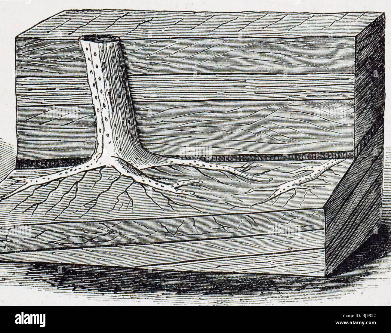 Fossil root hires stock photography and images Alamy