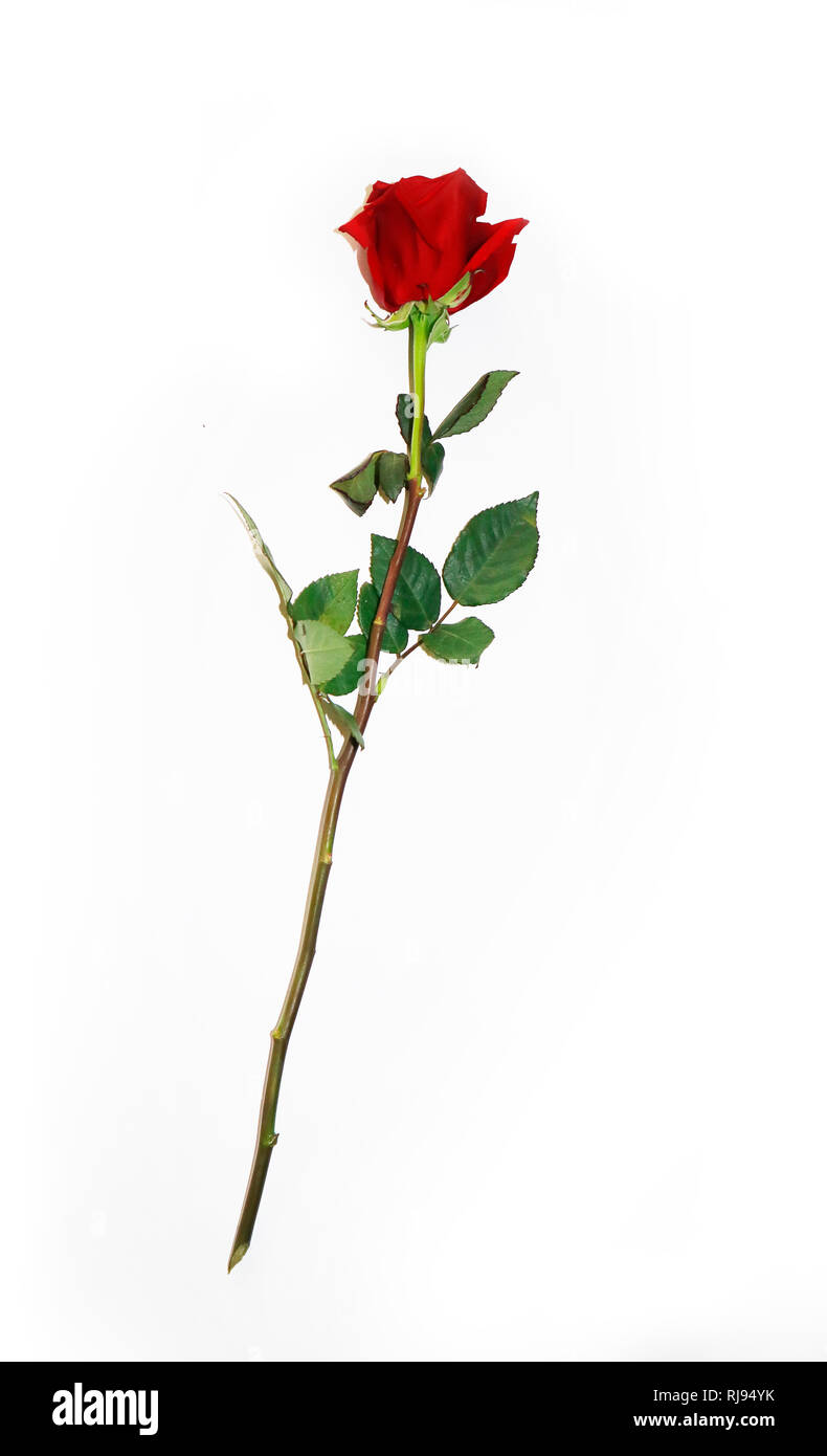 Beautiful Bud of Red Rose on Long Stem. Single Dark Red Ruby Rose Isolated on White Background. Close Up View. Happy Valentine Day, Wedding, Love, Bir Stock Photo