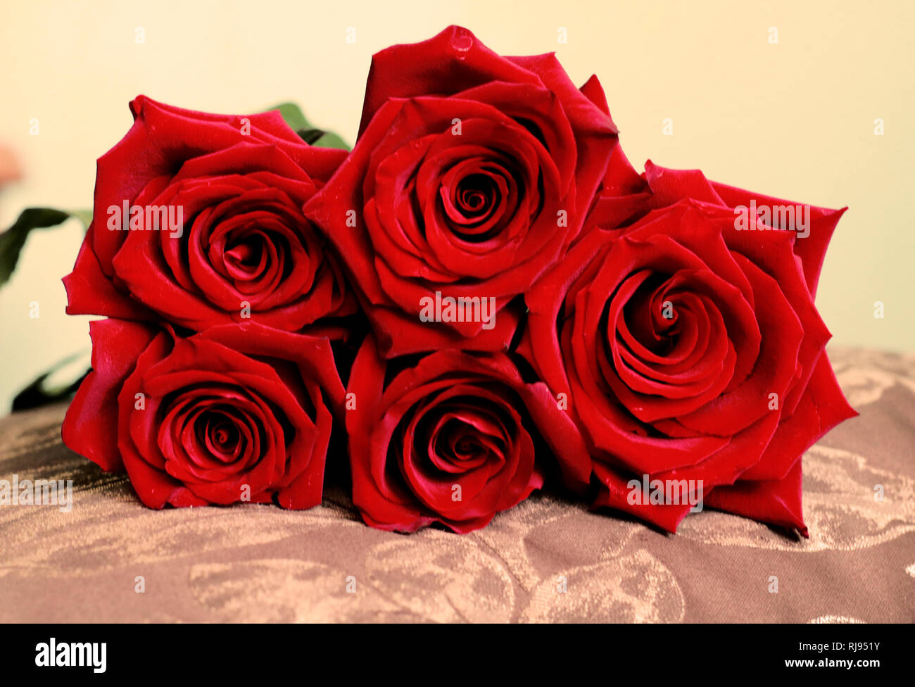 Beautiful Bunch of Dark Red Roses on Pillow. Front View. Happy ...