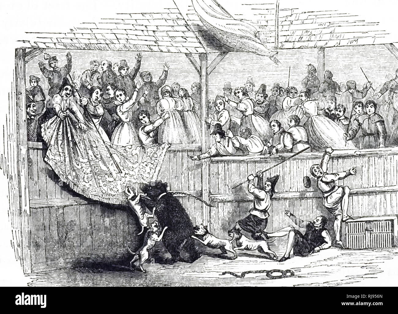 An engraving depicting bear-baiting with dogs during the 17th-century. Dated 19th century Stock Photo