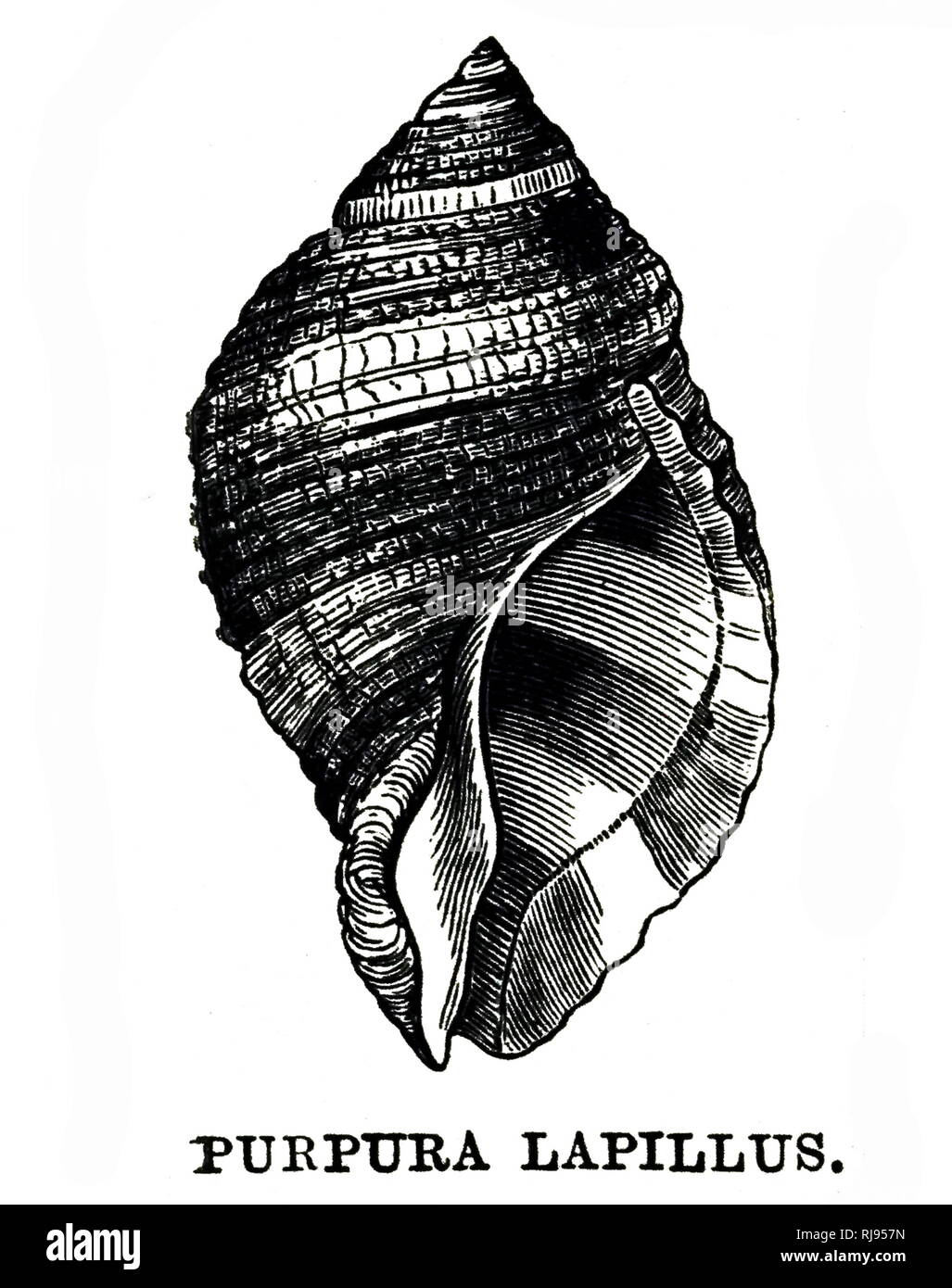 An engraving depicting a Purpura is a genus of sea snails, marine gastropod mollusks in the family Muricidae, the murex snails or rock snails. Dated 19th century Stock Photo