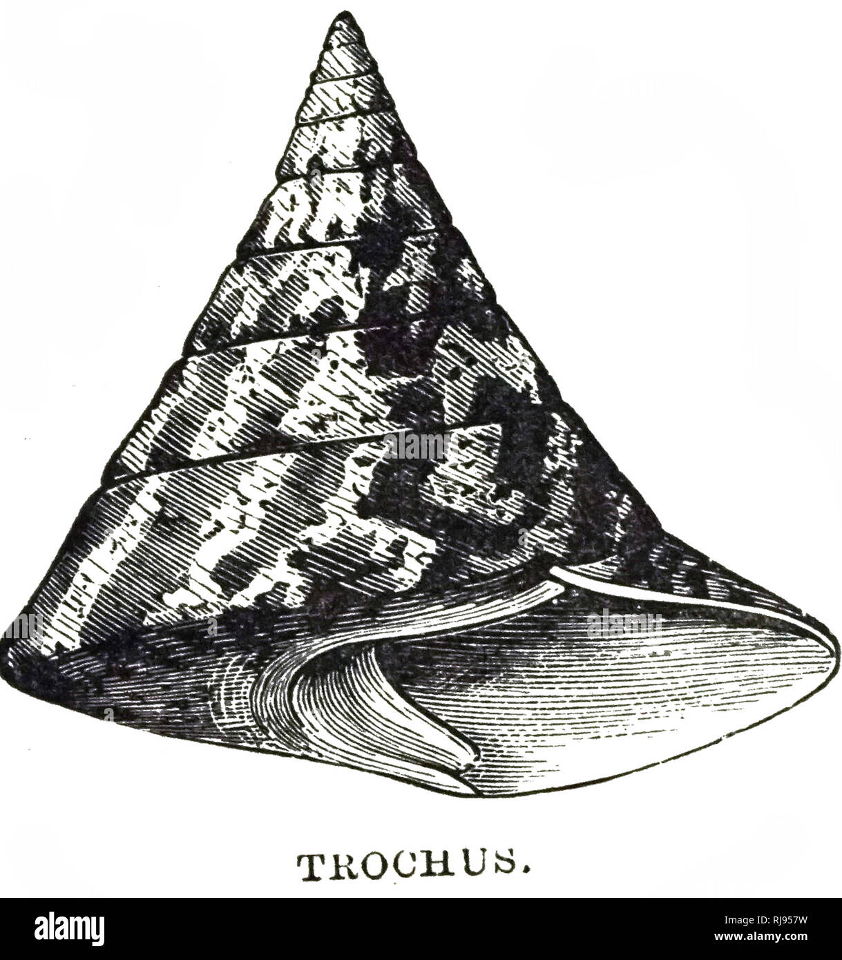 An engraving depicting a Trochus, a genus of medium-sized to large, top-shaped sea snails with an operculum and a pearly inside to their shells, marine gastropod molluscs in the family Trochidae, the top snails. Dated 19th century Stock Photo