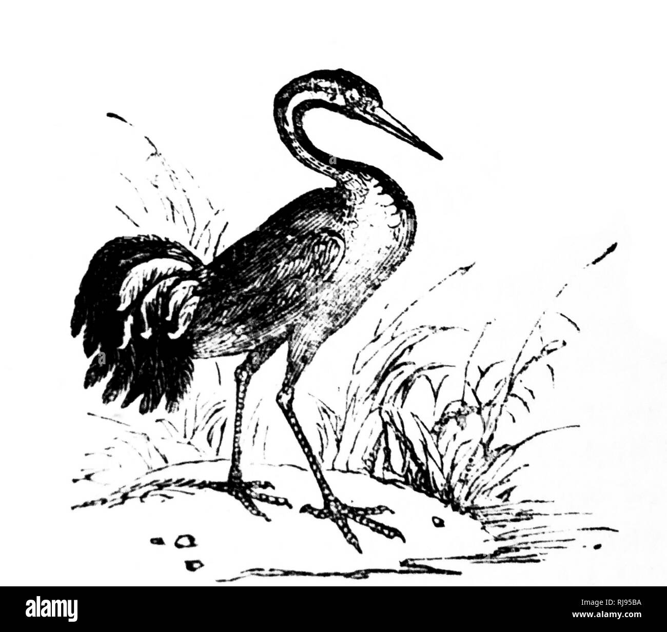 An engraving depicting a crane, a large, long-legged and long-necked bird in the group Gruiformes. Dated 19th Century Stock Photo