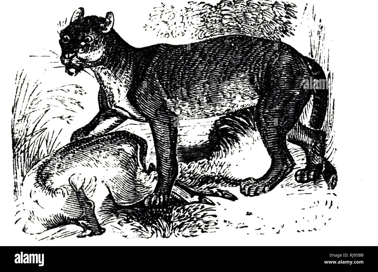 An engraving depicting a Cougar, a large felid of the subfamily Felinae native to the Americas. Dated 19th Century Stock Photo