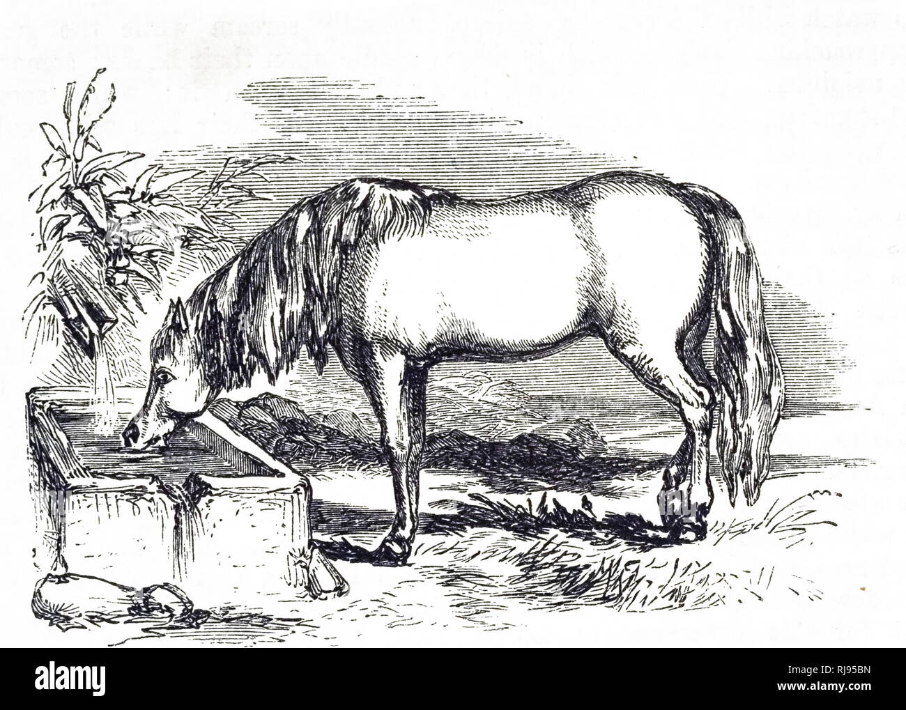 19th century horse stables hires stock photography and images Alamy