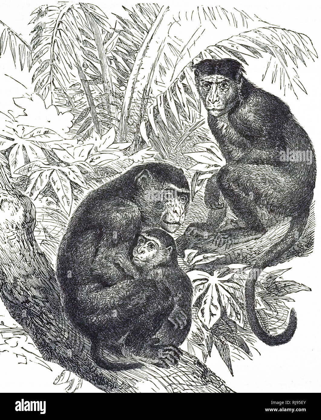 An engraving depicting a rhesus macaque, one of the best-known species of Old World monkeys. Dated 20th century Stock Photo