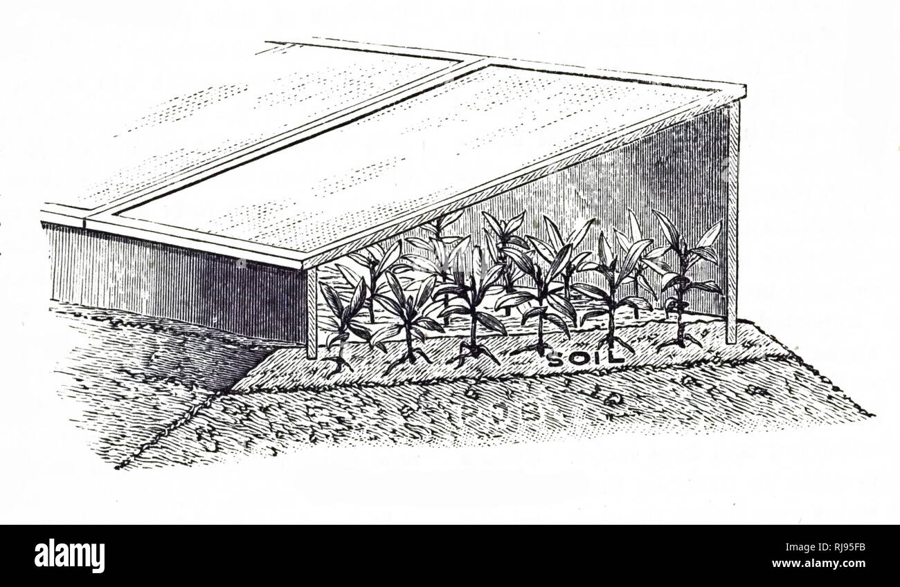 An engraving depicting a cold frame full of rose cuttings planted directly into the ground. Dated 19th century Stock Photo