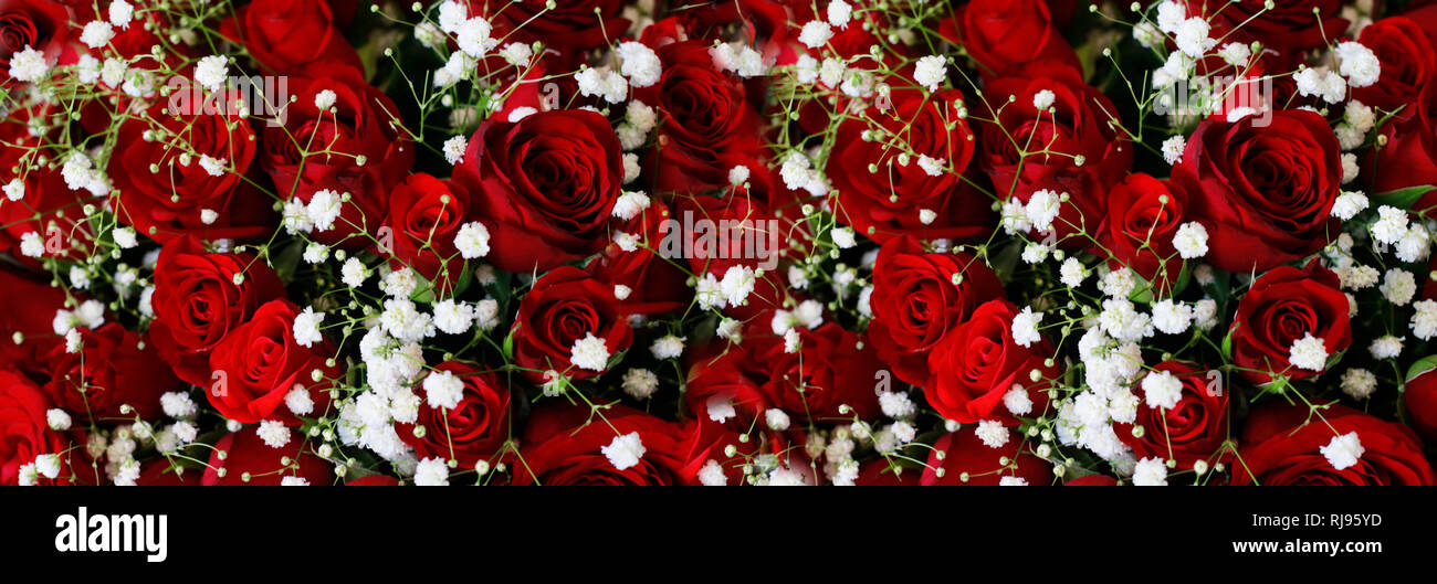 Rose Flowers Valentines Red Marriage Anniversary Birthday Stock