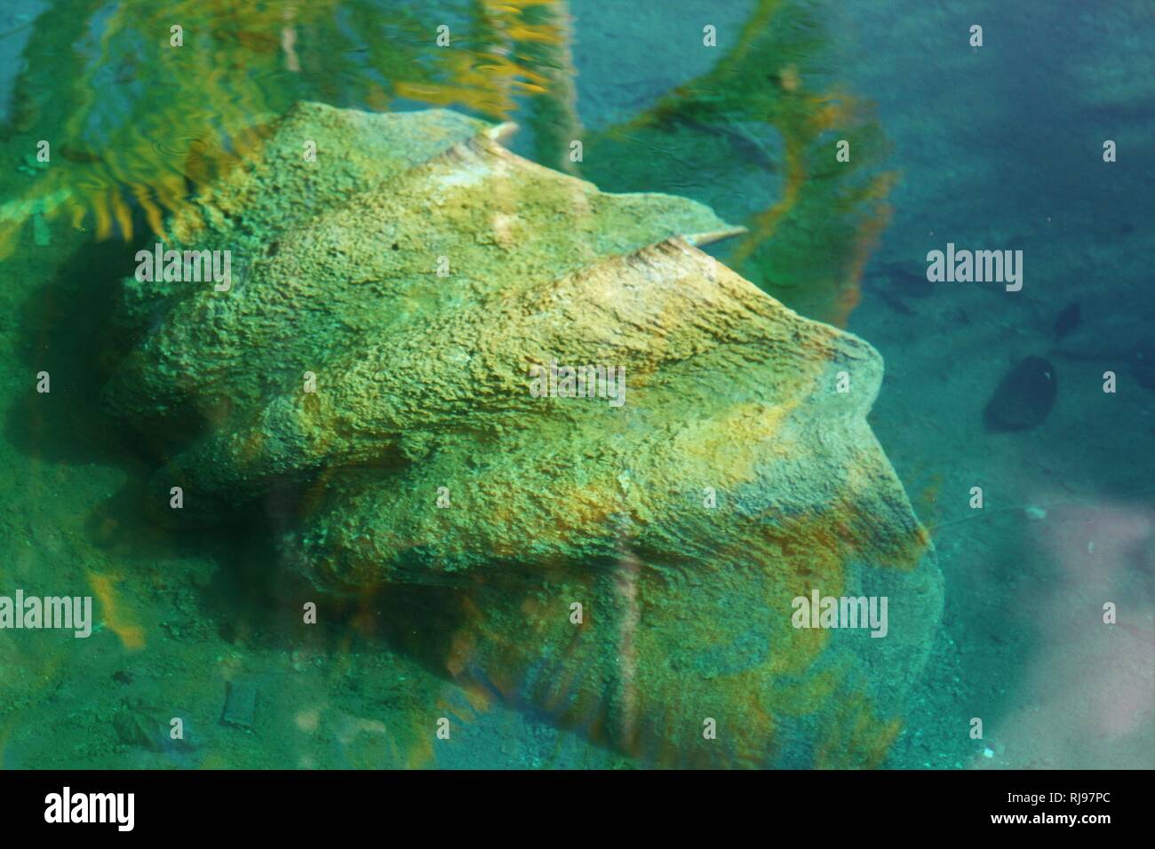 Green underwater objects with reflections on the water Stock Photo Alamy