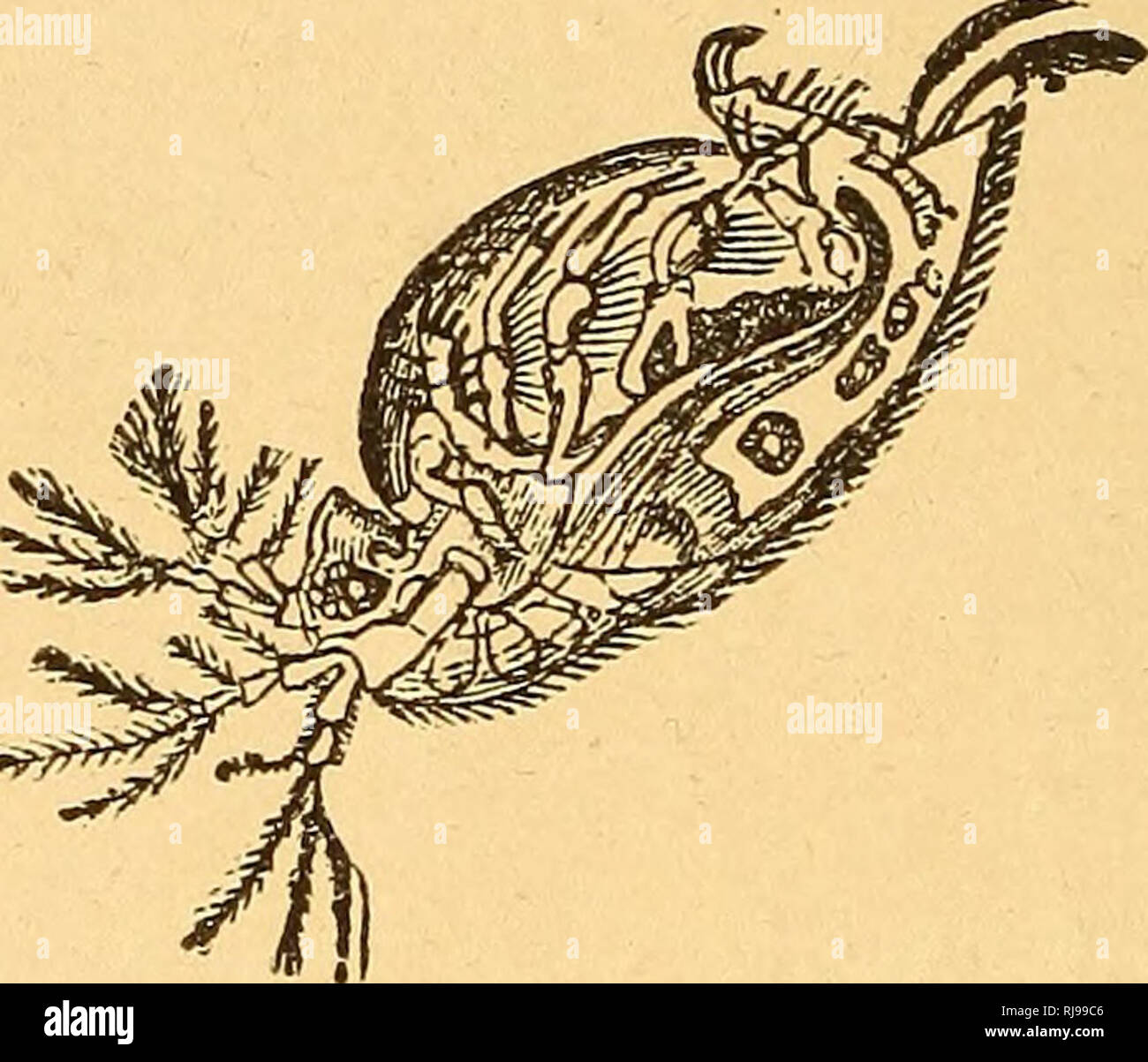 Children with fishes;. Fishes. REVELATIONS OF THE MICROSCOPE 