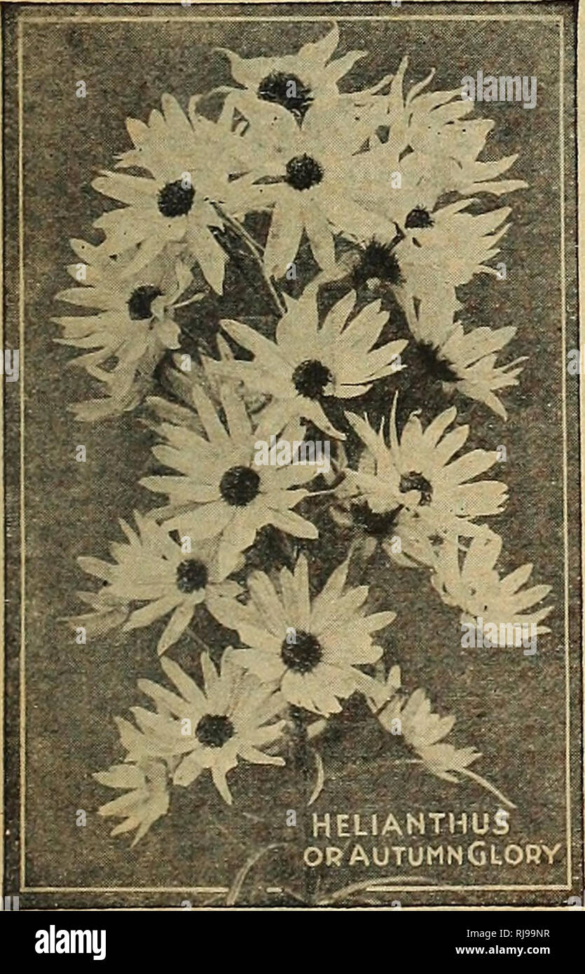 . Childs' condensed catalogue 1926 : this is a condensed issue of our large 140 page general catalog flower seeds vegetable seeds perennial plants, bulbs, roots, berries. Commercial catalogs Seeds; Nurseries (Horticulture) Catalogs; Seeds Catalogs; Flowers Catalogs; Vegetables Catalogs; John Lewis Childs (Firm); Commercial catalogs; Nurseries (Horticulture); Seeds; Flowers; Vegetables. 52750. 52760. 52770. 52790. 52910. 52920. 52930. 52940. 52950. Globe Amaranth Bachelor's Button, Rose. Bachelor's Button, Purple. Bachelor's Button, White. Bachelor's Button, Mixed. Godetia Brilliant. Carmine-ro Stock Photo